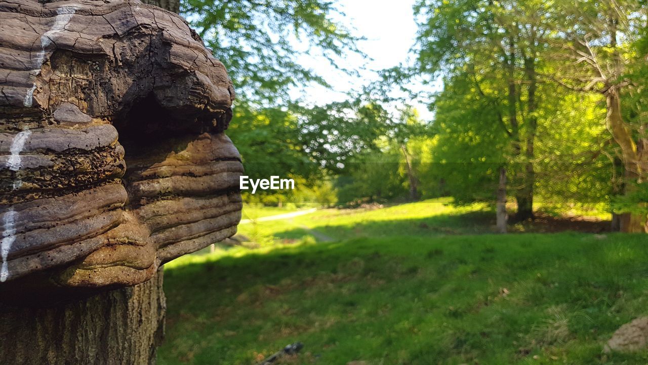 CLOSE-UP OF FRESH GREEN LAND IN PARK