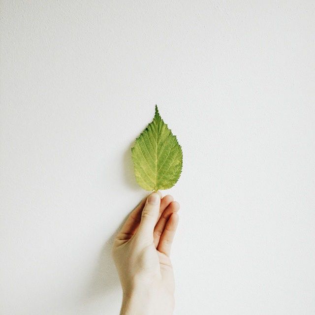 Cropped hand holding leaf against white background