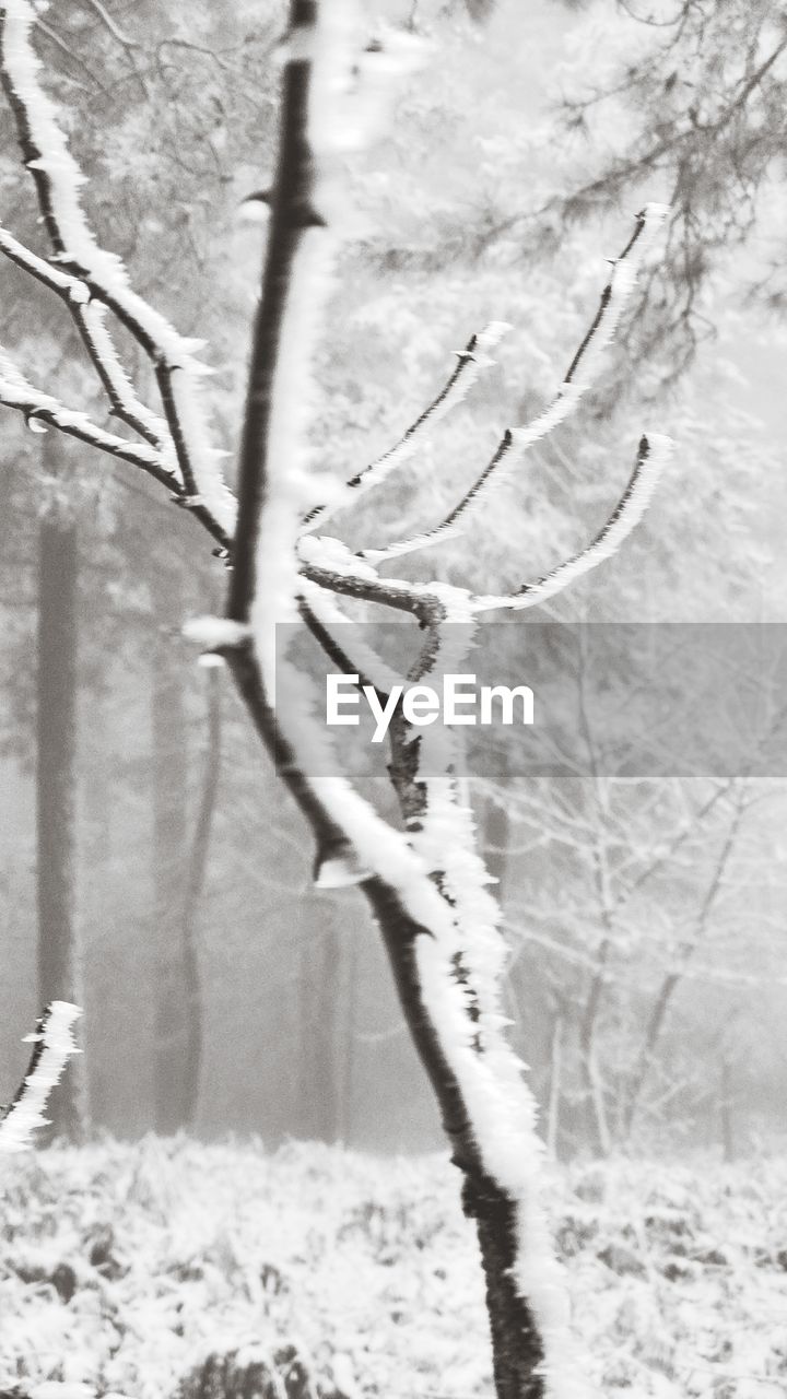 CLOSE-UP OF SNOW ON BRANCH