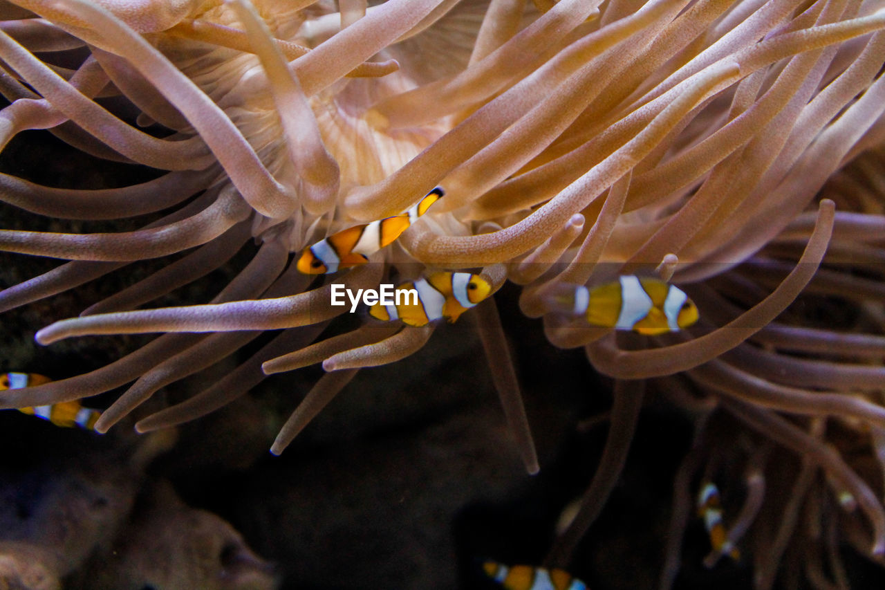 Close-up of fish swimming in sea