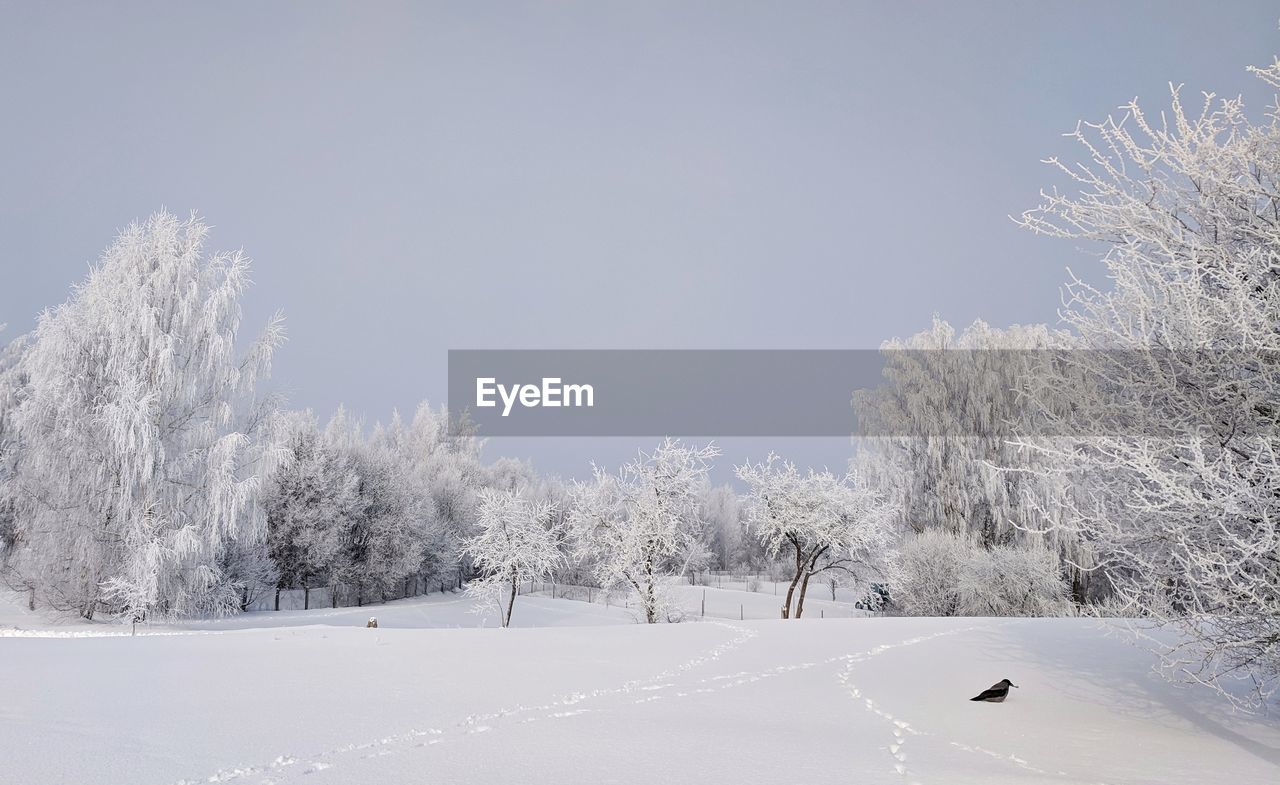 Trees on snow covered field against sky