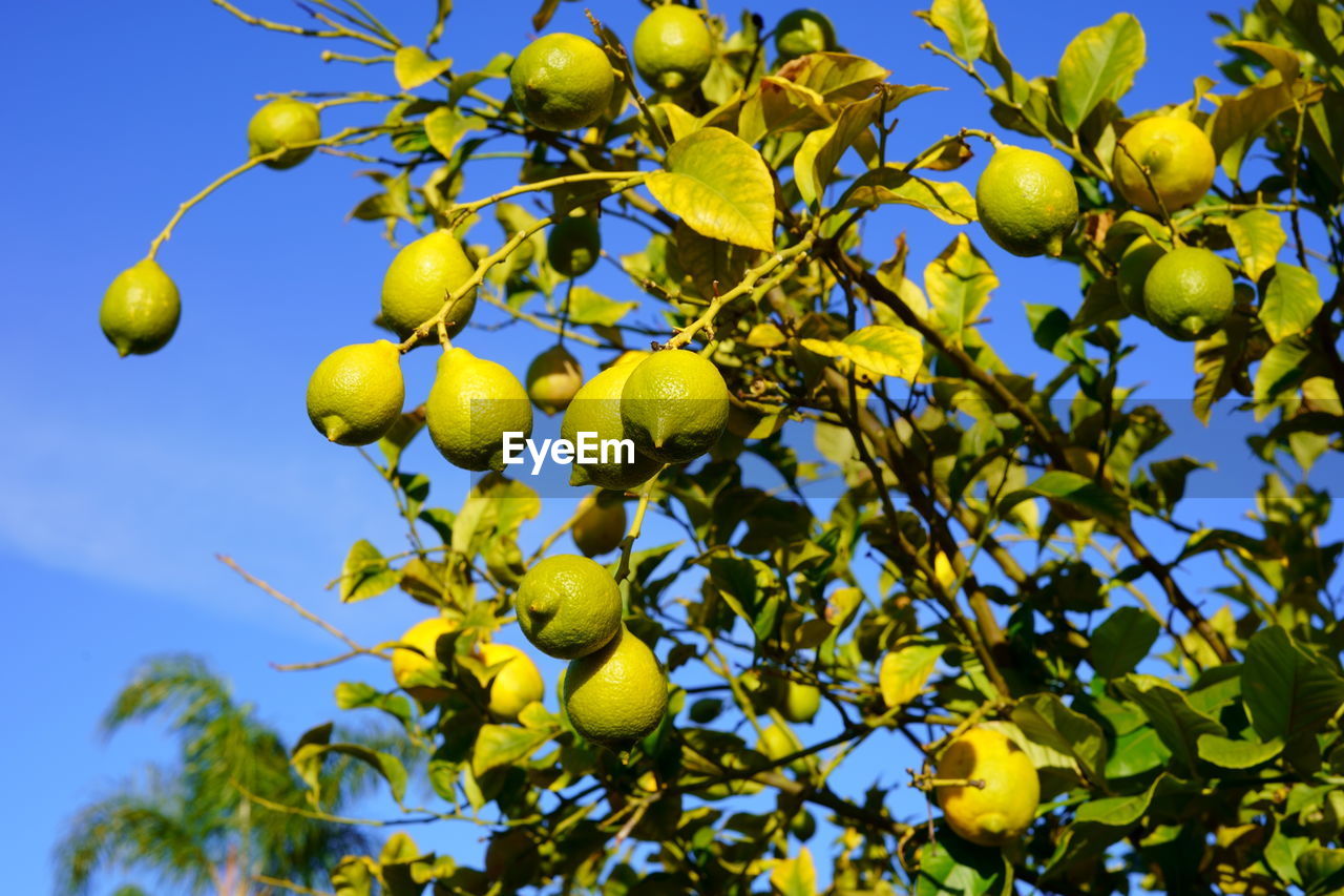 LOW ANGLE VIEW OF BERRIES ON TREE