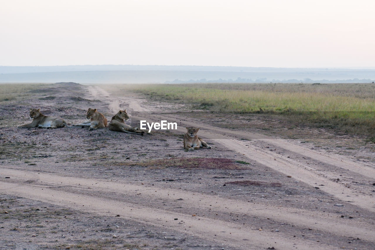 Lionesses relax by a dirt path in the maasai mara