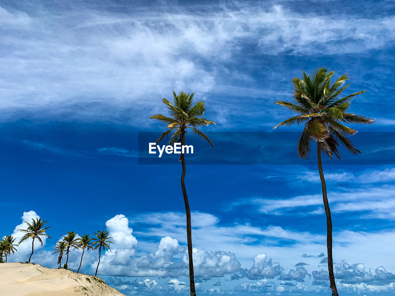 LOW ANGLE VIEW OF COCONUT PALM TREES AGAINST BLUE SKY