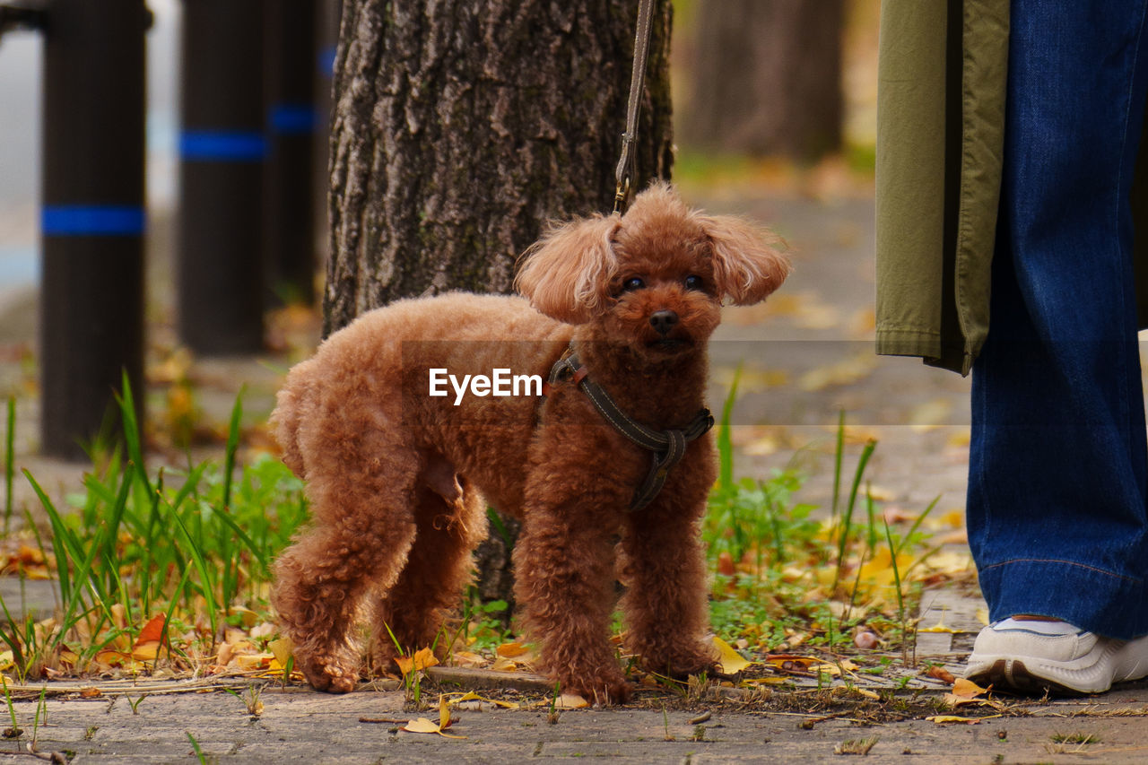 canine, dog, pet, mammal, animal themes, domestic animals, animal, one animal, lap dog, clothing, one person, poodle, nature, standing, brown, adult, leash, puppy, low section, plant, tree trunk, trunk, lifestyles, day, outdoors, person