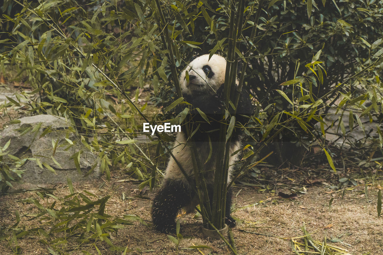 Panda standing behind plant