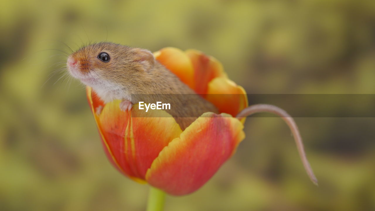 CLOSE-UP OF A BIRD ON FLOWER