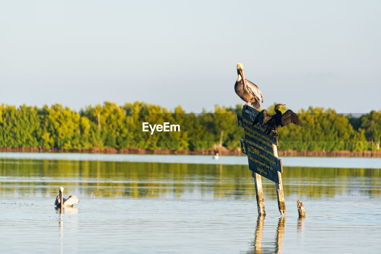 Brown pelican and cormorant perching on board in sea against clear sky