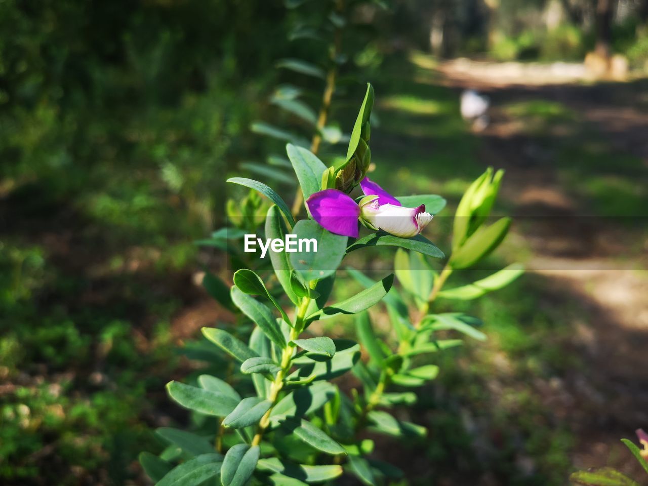 Close-up of purple flowering plant