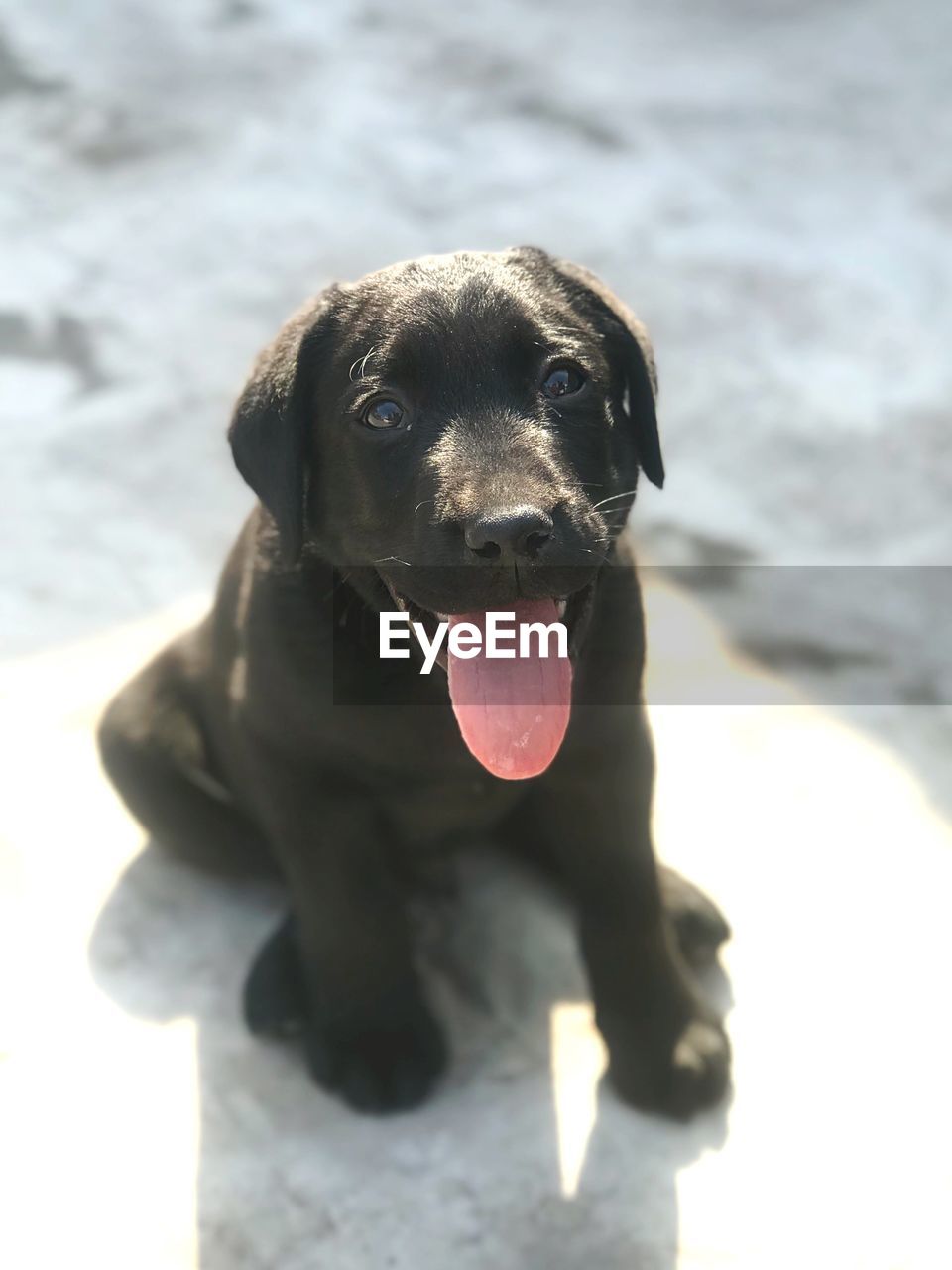 PORTRAIT OF DOG STICKING OUT TONGUE ON CAMERA