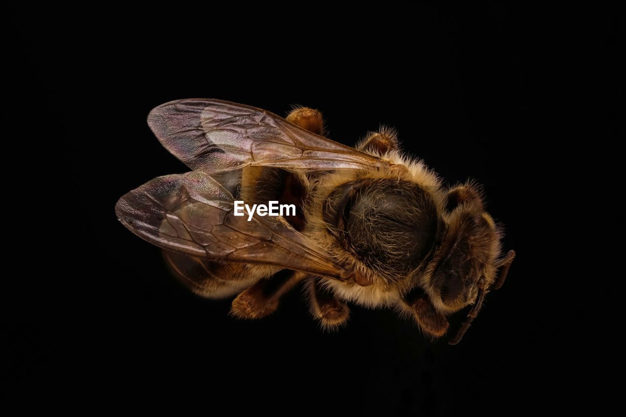 Close-up of honey bee over black background
