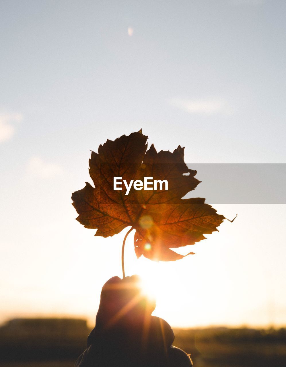 Close-up of hand holding autumn leaf against sky