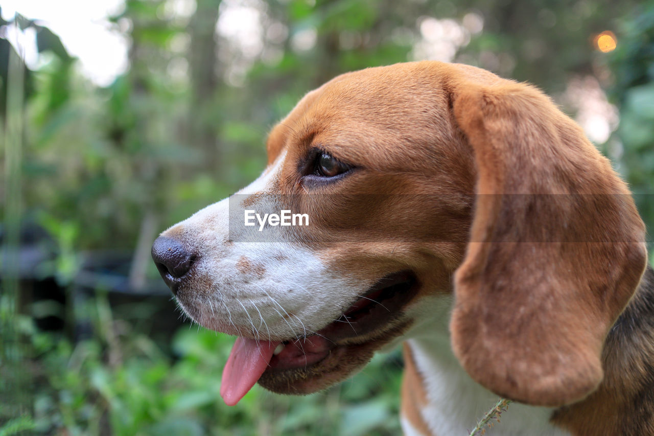 CLOSE-UP OF DOG LOOKING AWAY OUTDOORS