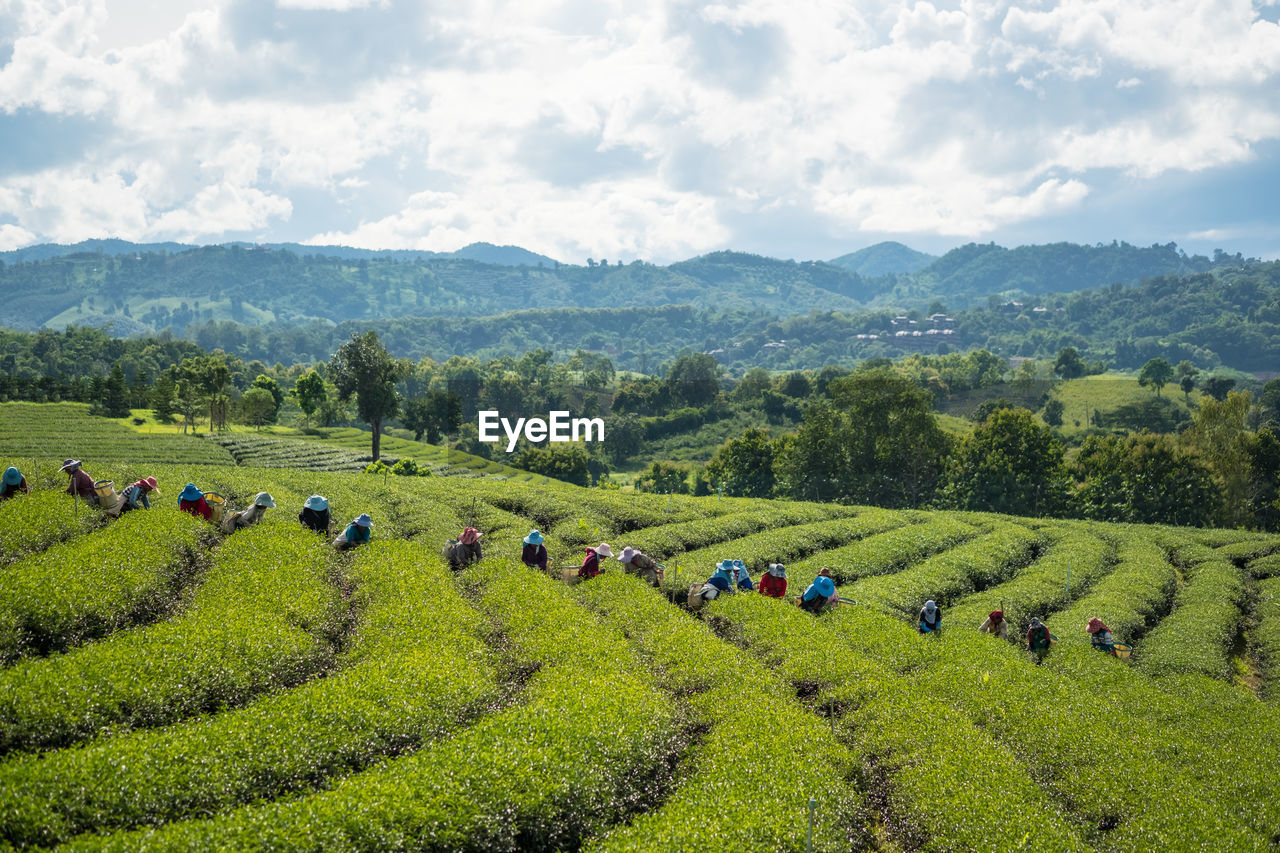 SCENIC VIEW OF FARM AGAINST SKY