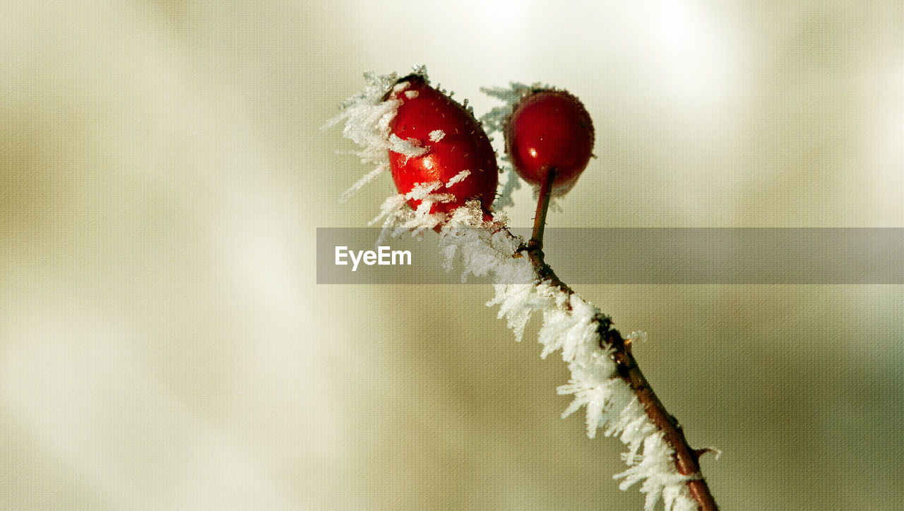 CLOSE-UP OF RED BERRIES ON TWIG