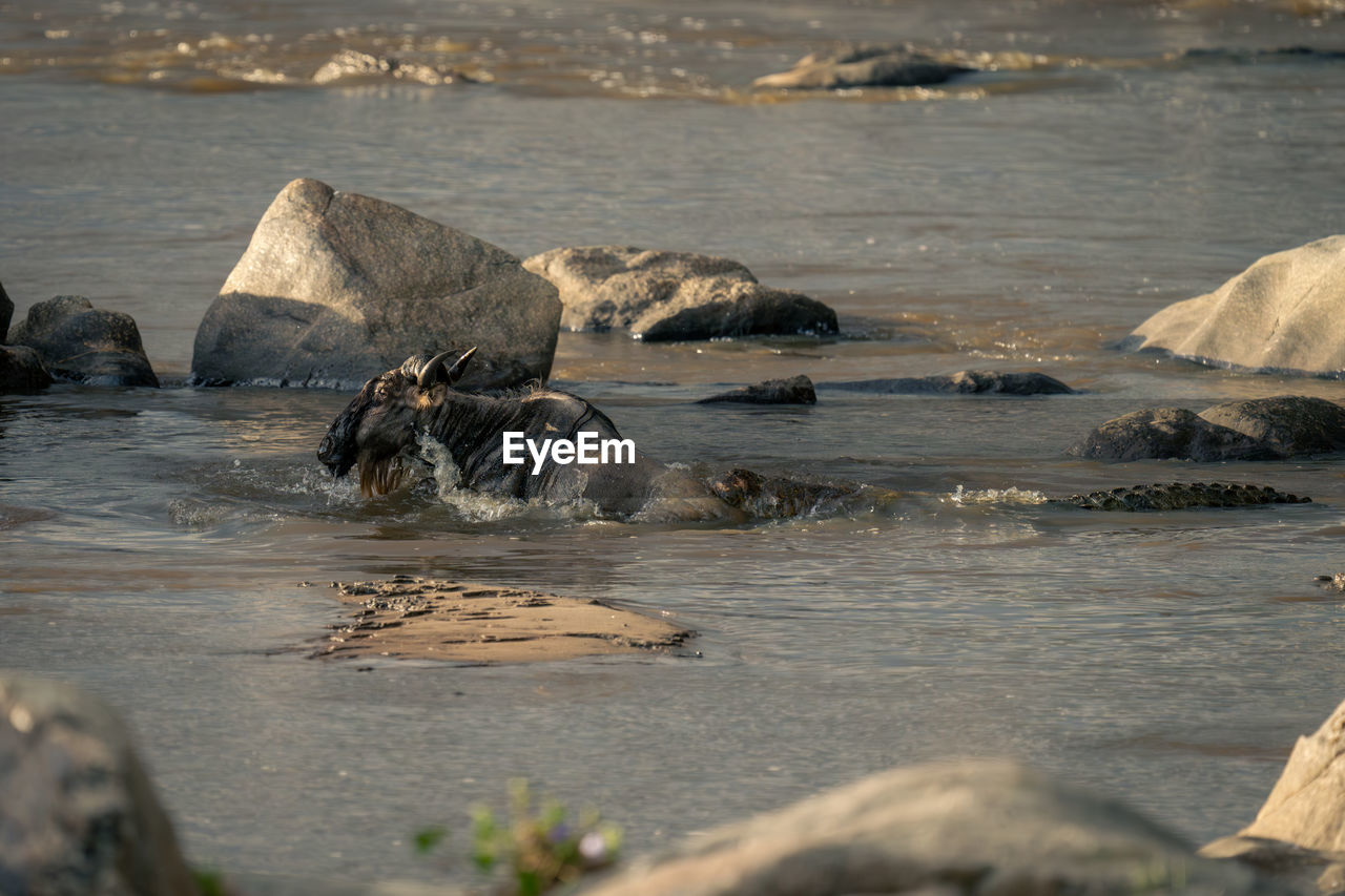 water, shore, rock, coast, sea, animal themes, wildlife, animal, nature, animal wildlife, mammal, beach, no people, land, group of animals, outdoors, beauty in nature, ocean, day, wave, travel destinations, underwater