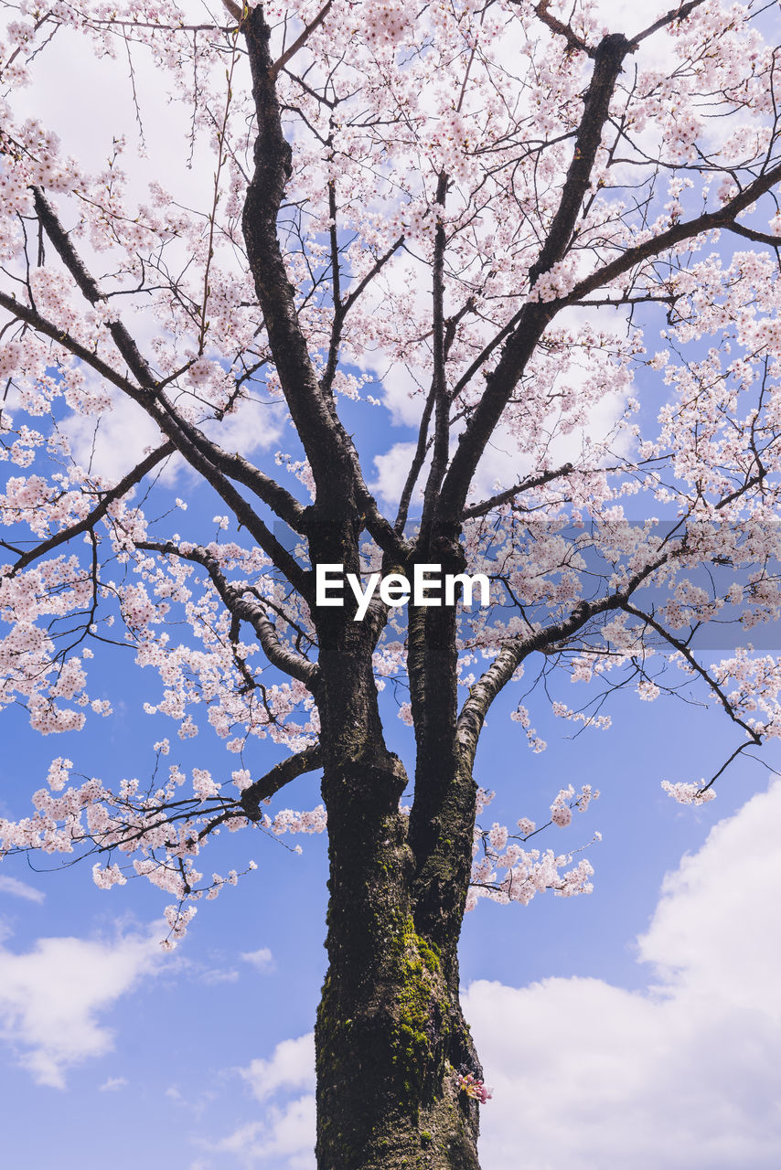 low angle view of tree against cloudy sky