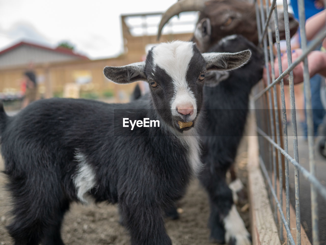 PORTRAIT OF BLACK GOAT STANDING ON SIDEWALK