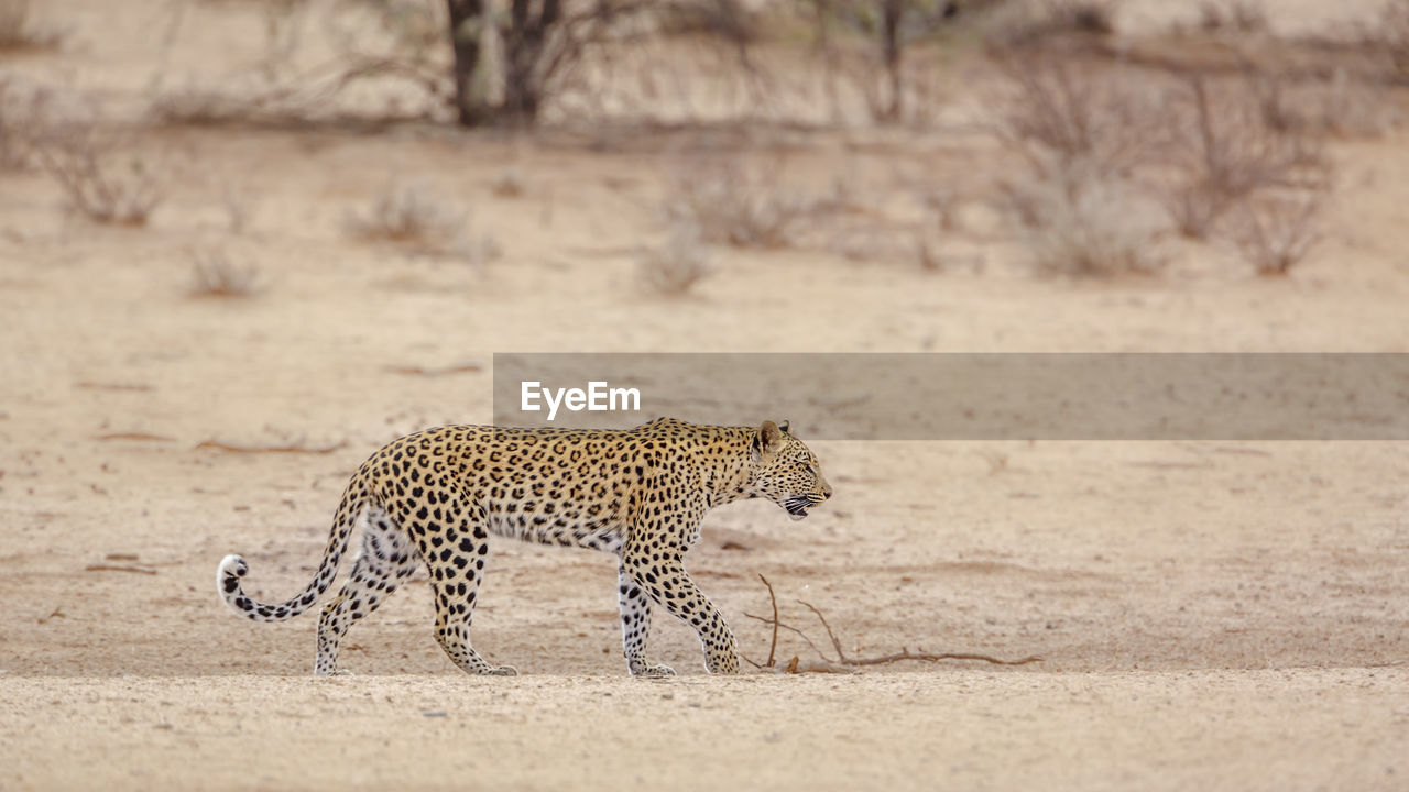 side view of cheetah walking on field