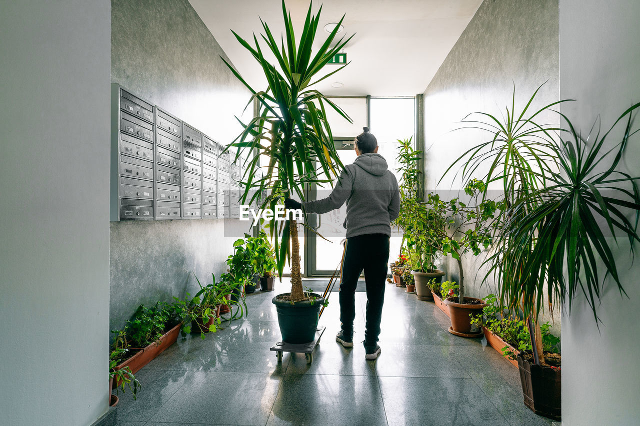 Person moving yucca potted plant in apartment building