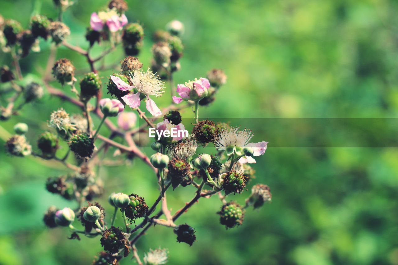 Close-up of pink flowers blooming outdoors