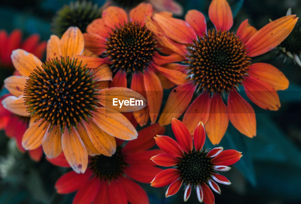 flower, flowering plant, plant, freshness, beauty in nature, close-up, flower head, growth, petal, nature, fragility, inflorescence, macro photography, no people, pollen, blanket flowers, orange color, focus on foreground, outdoors, botany, yellow, day