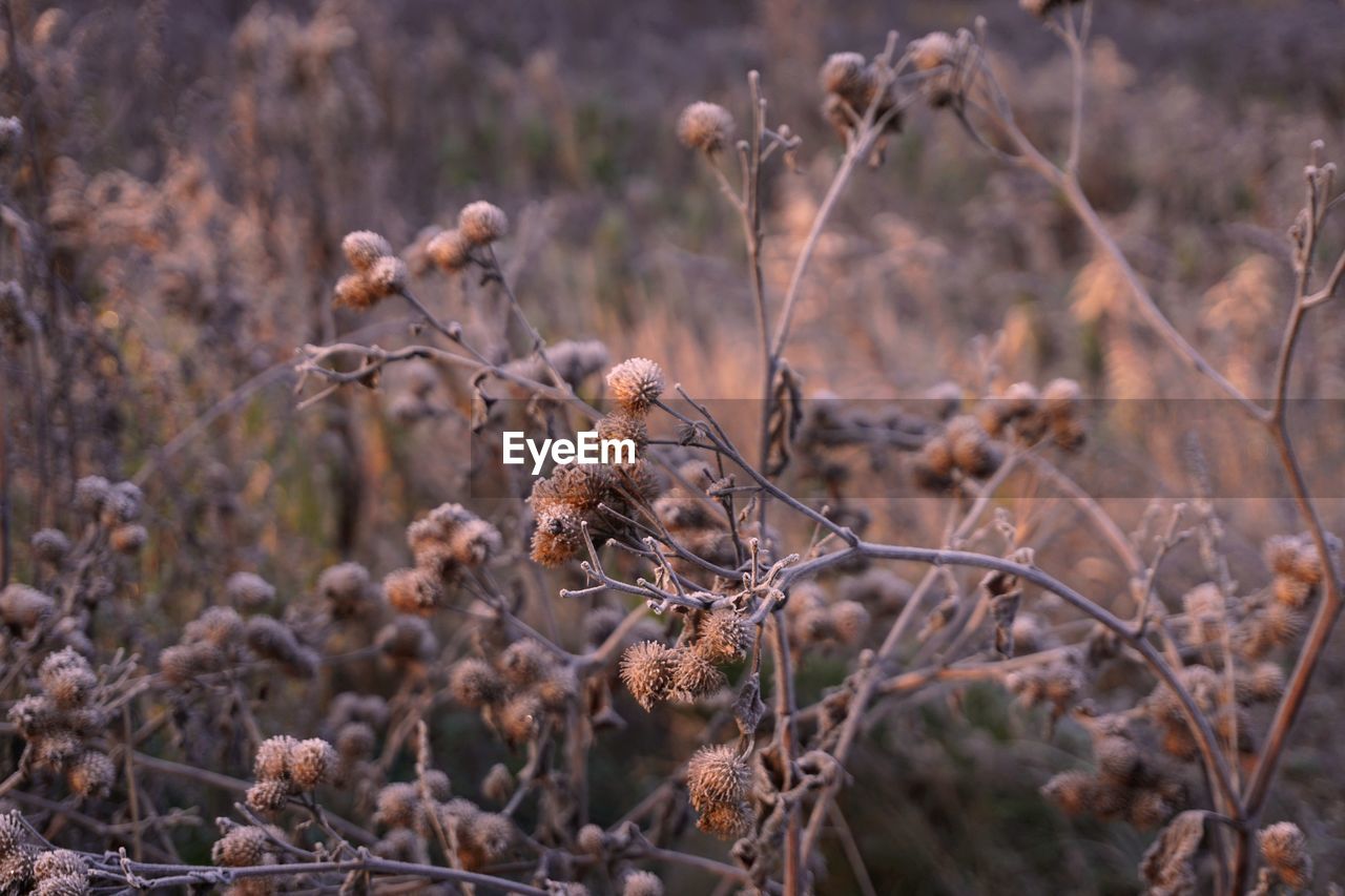 Close-up of dried plant on field