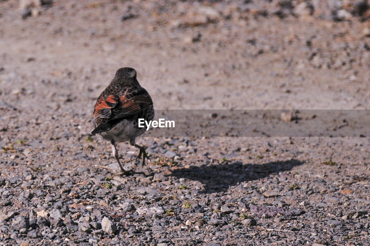 CLOSE-UP OF BIRD PERCHING OUTDOORS