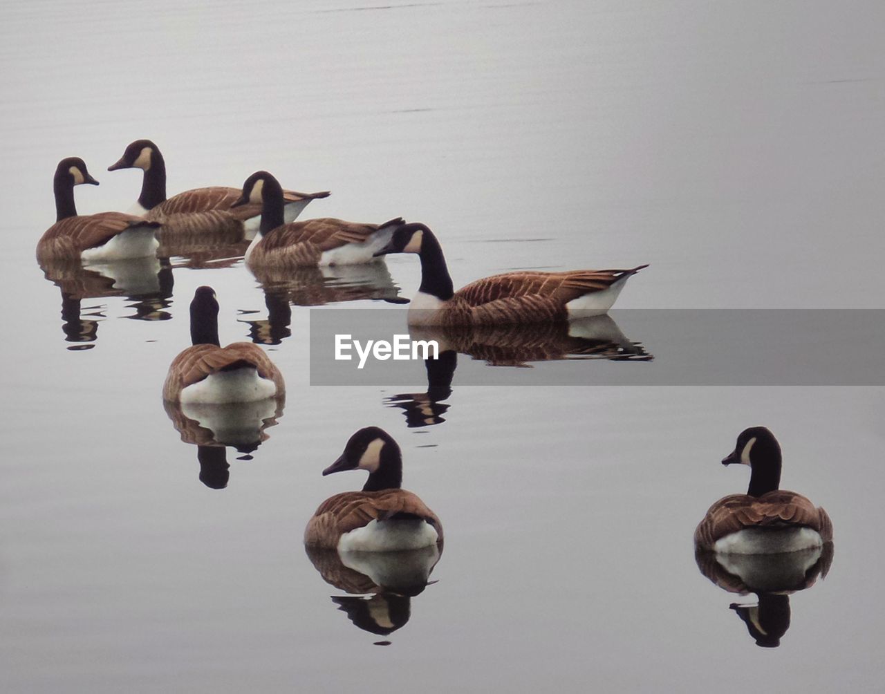 HIGH ANGLE VIEW OF BIRDS SWIMMING IN LAKE