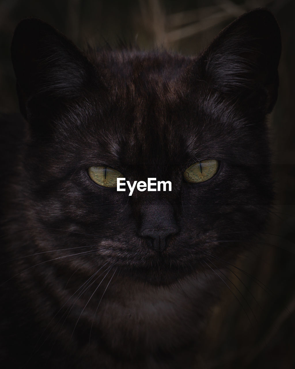 pet, cat, animal themes, animal, mammal, one animal, domestic animals, black, domestic cat, feline, whiskers, close-up, portrait, black cat, animal body part, felidae, small to medium-sized cats, looking at camera, carnivore, no people, indoors, animal head, eye, nose, animal eye, animal hair