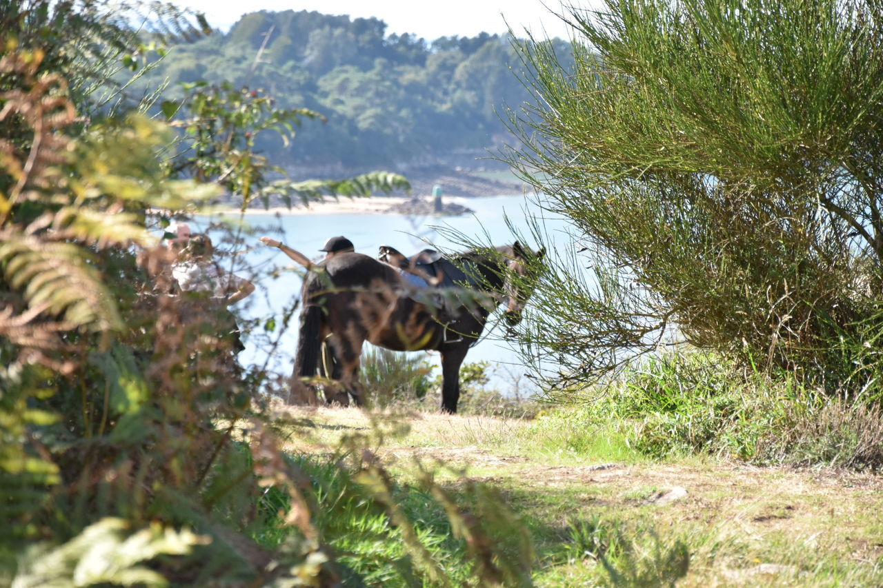 VIEW OF DOG STANDING IN FIELD