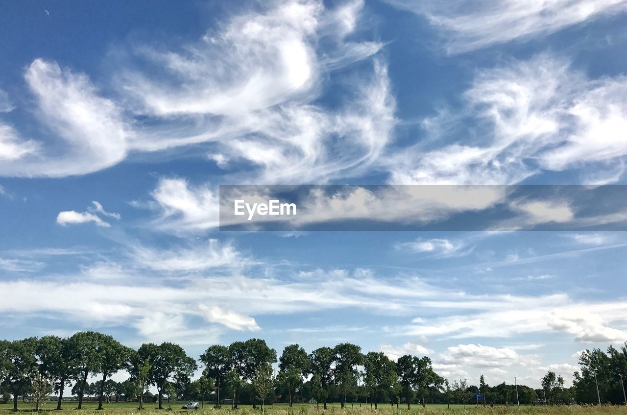 SCENIC VIEW OF TREES AGAINST SKY