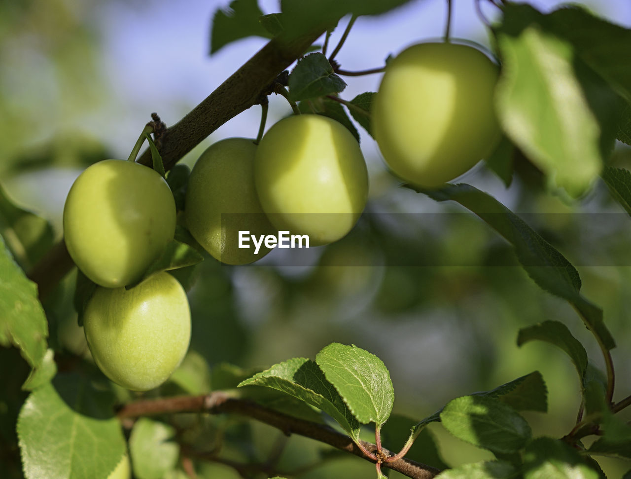 CLOSE-UP OF FRUITS ON TREE