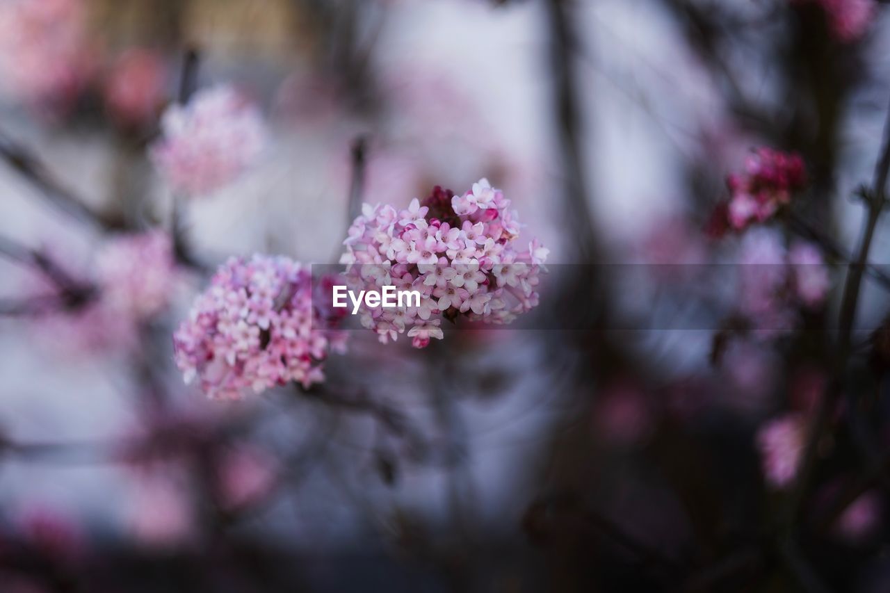 Close-up of pink cherry blossoms in spring