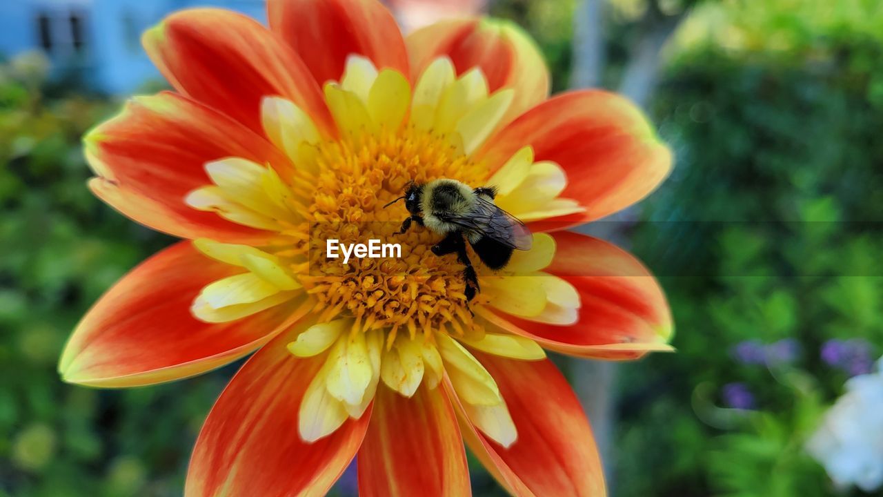 CLOSE-UP OF BEE POLLINATING ON A FLOWER