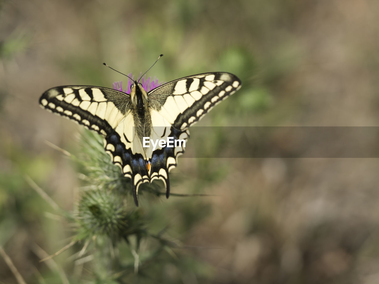 Close-up of butterfly pollinating on flower