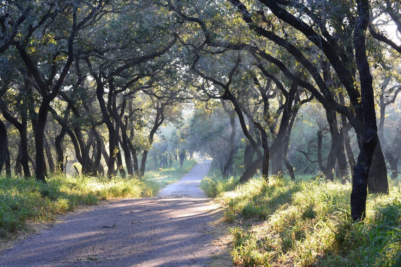 Road passing through forest