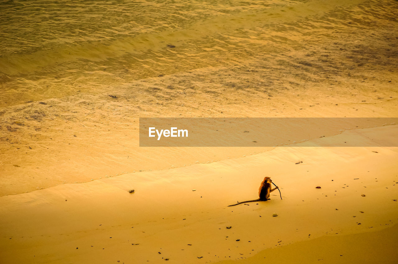 High angle view of monkey on beach