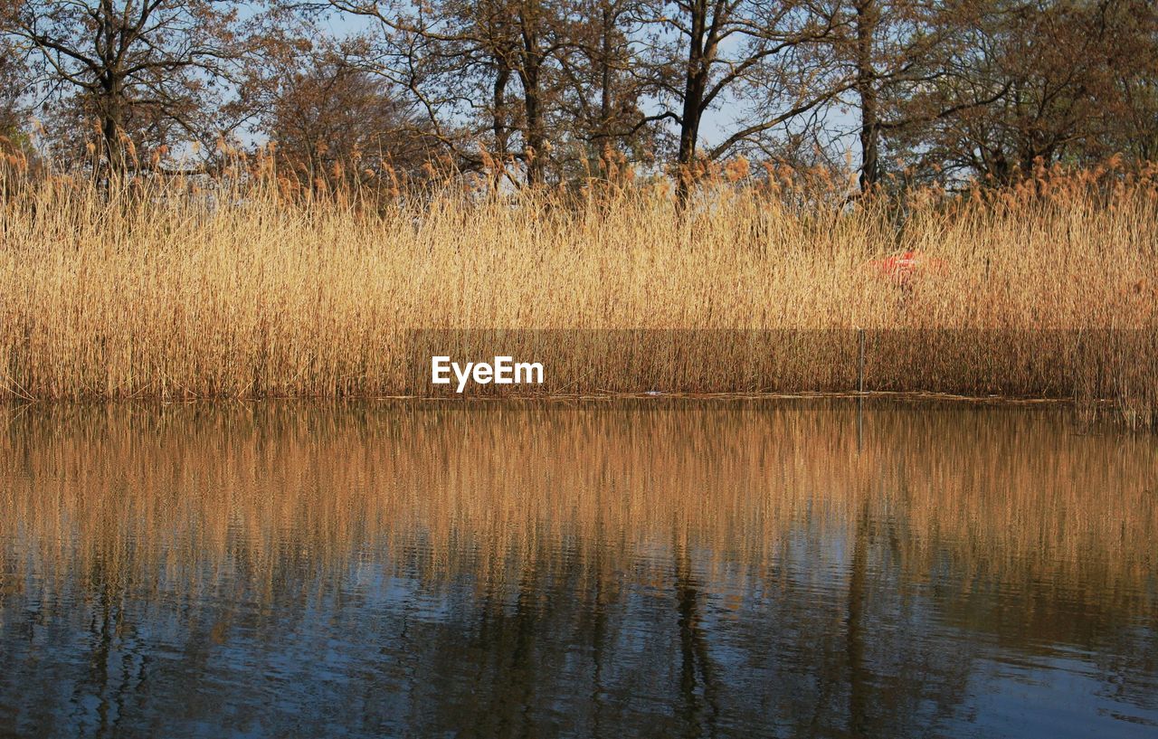 SCENIC VIEW OF LAKE BY TREES IN FOREST