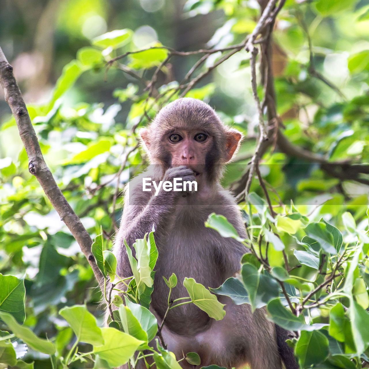 PORTRAIT OF MONKEY ON TREE BRANCH AGAINST BLURRED TREES