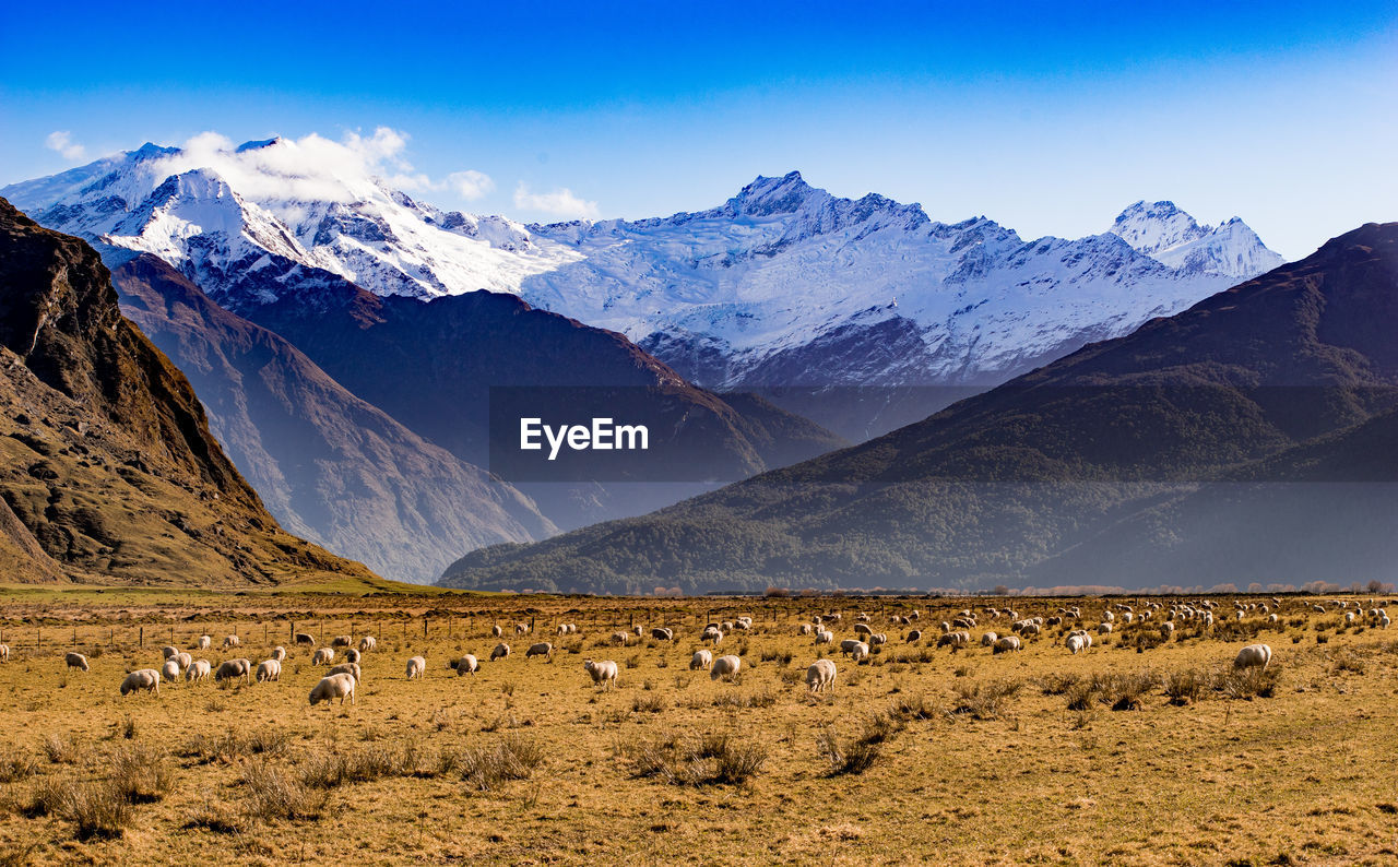 Flock of sheep grazing on field against mountains