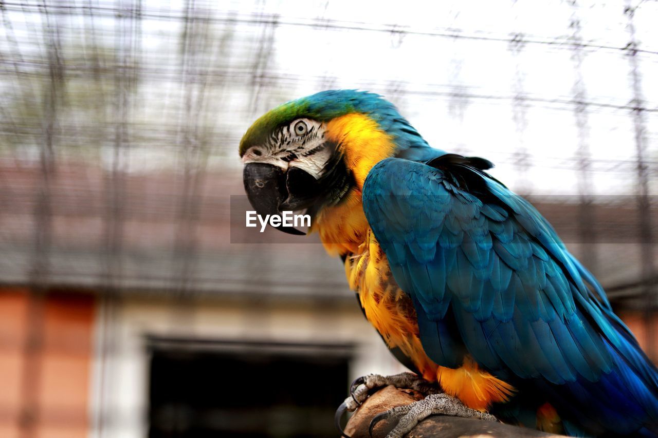 Close-up of parrot in cage