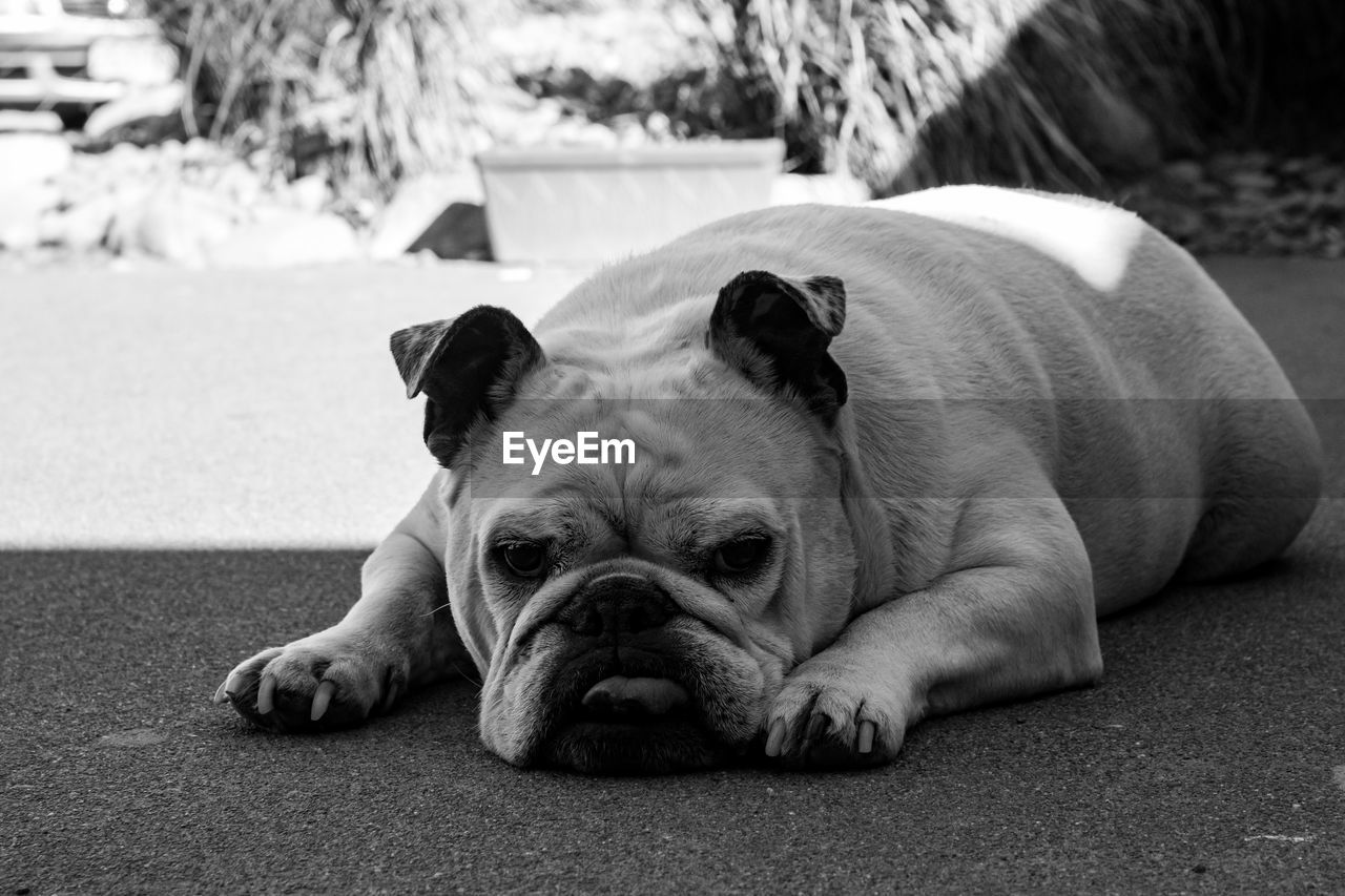 Close-up of a bulldog resting