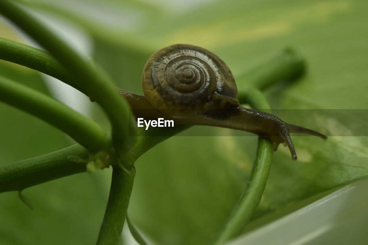 A closeup photograph of a snail on a plant.