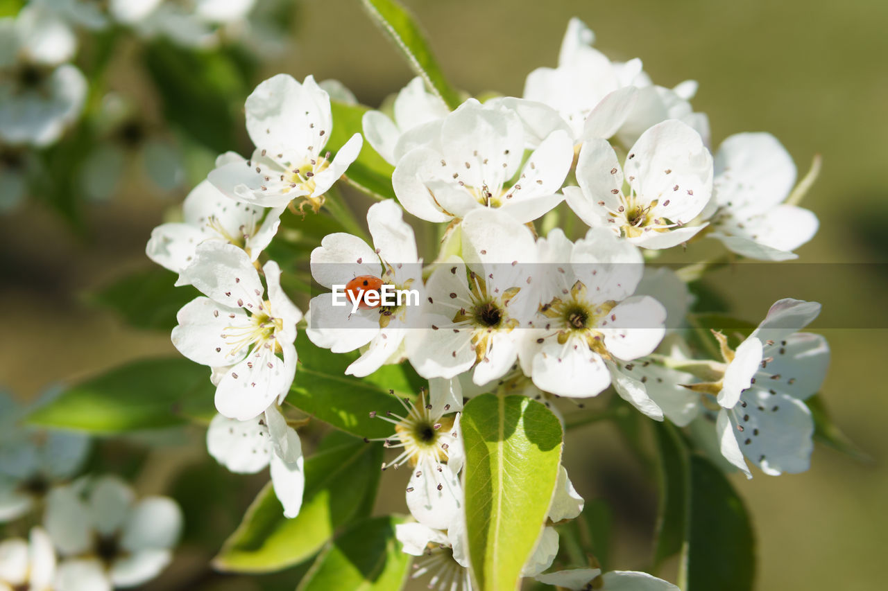 CLOSE-UP OF FRESH WHITE CHERRY BLOSSOMS