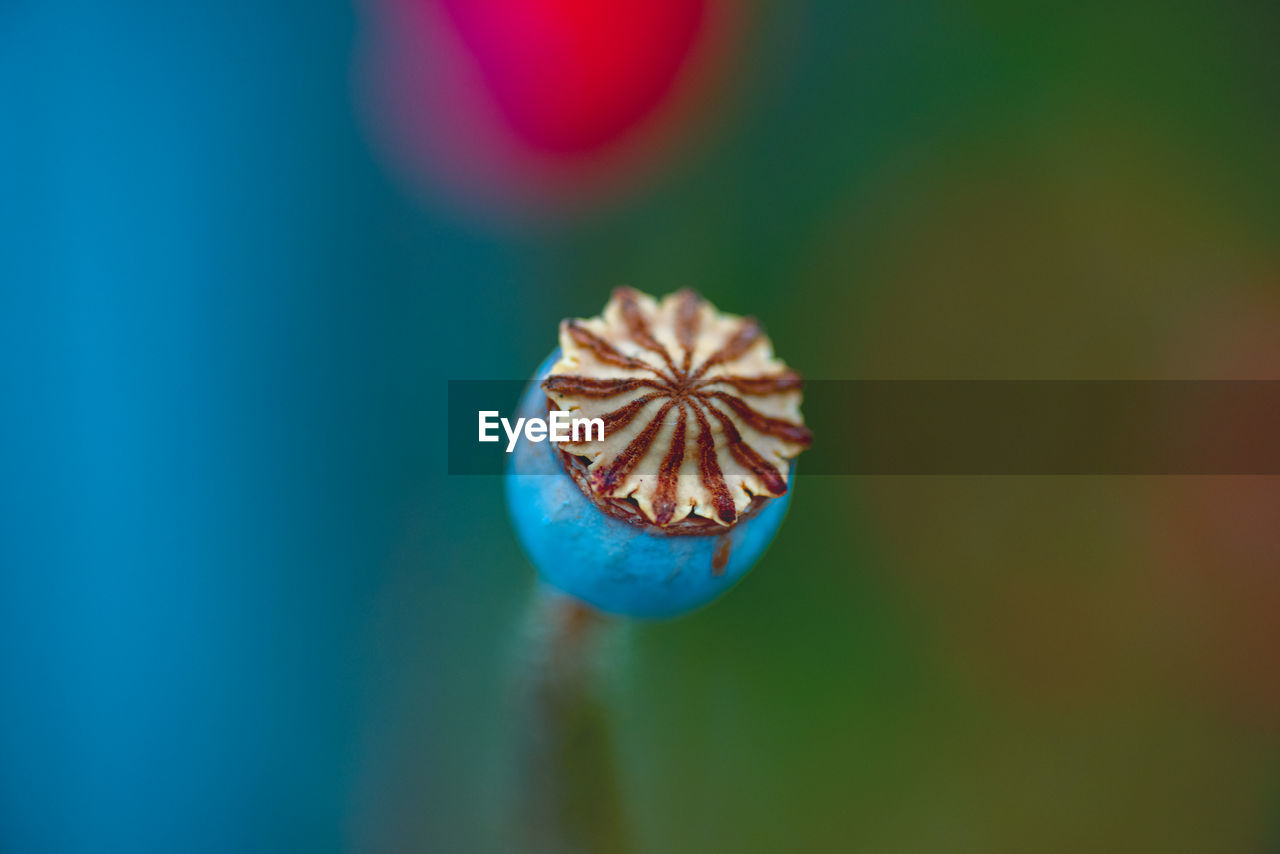 CLOSE-UP OF BLUE ROSE FLOWER