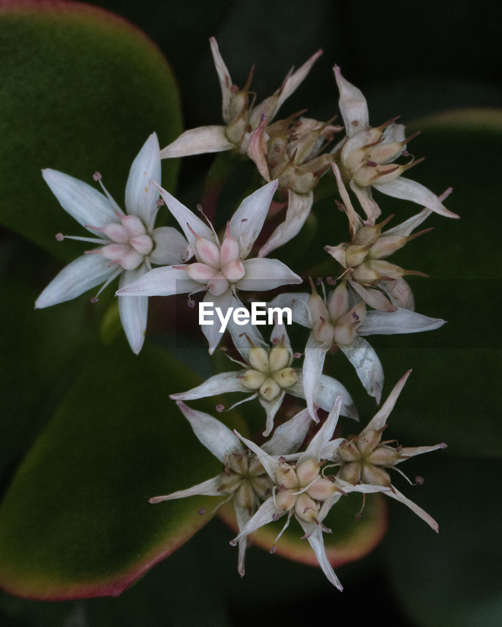 CLOSE-UP OF WHITE FLOWER PLANT