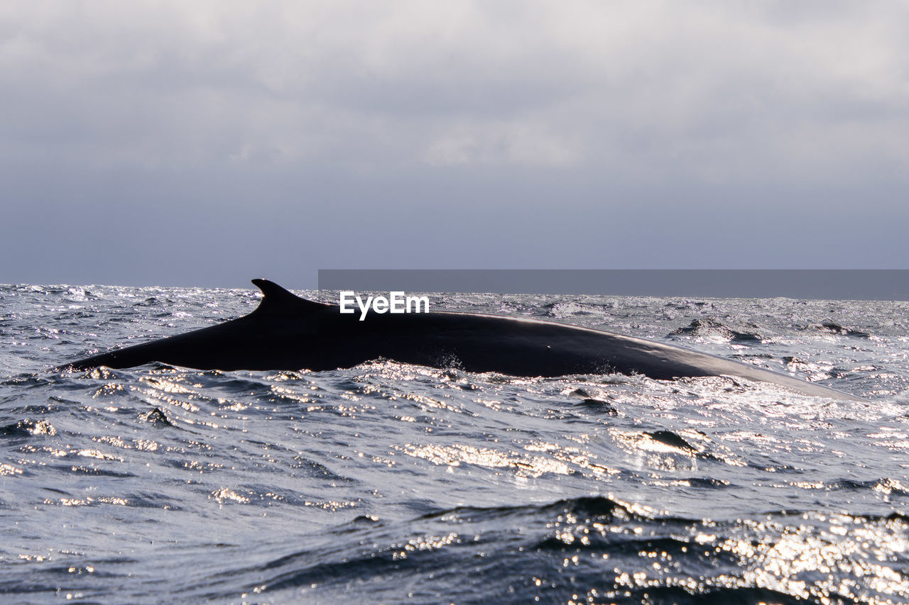 Whale fin in the sea