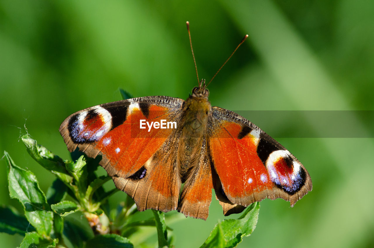 Close-up of butterfly pollinating flower