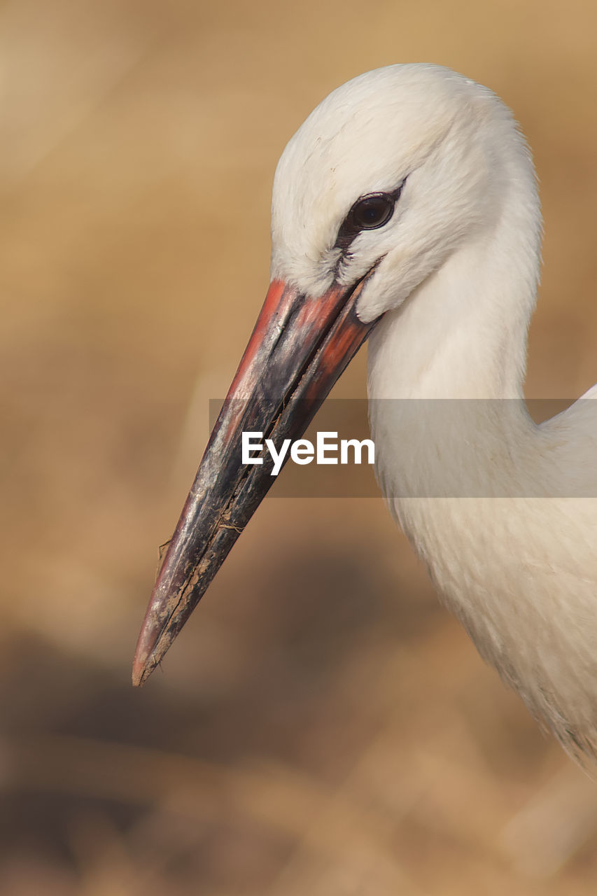 Close-up of white stork